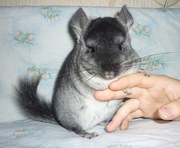НАШИ ШИНШИЛЛЫ САМЦЫ
